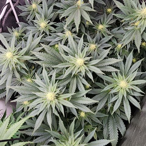 THC Bomb growlog timeline photo