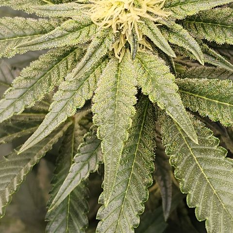 THC Bomb growlog timeline photo