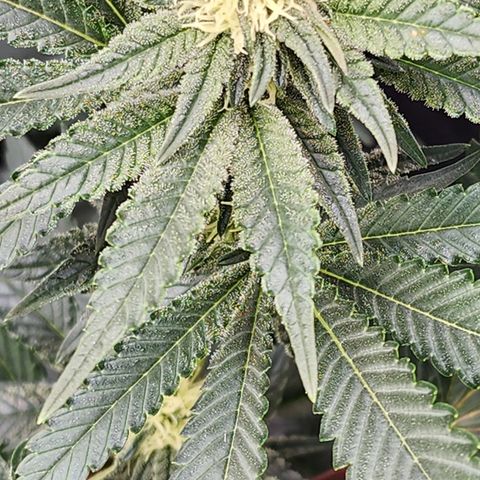 THC Bomb growlog timeline photo