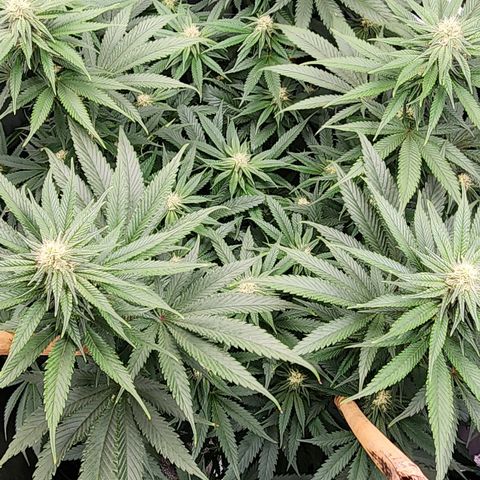 Animal Mints growlog timeline photo
