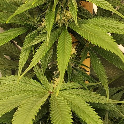 Animal Mints growlog timeline photo