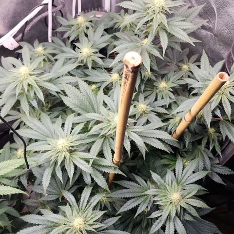 THC Bomb growlog timeline photo