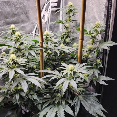 THC Bomb growlog timeline photo