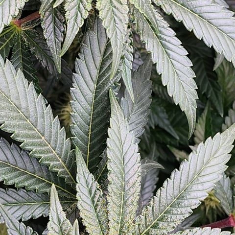 THC Bomb growlog timeline photo