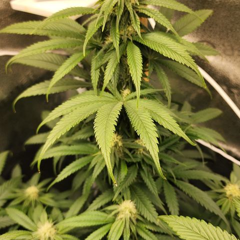 Animal Mints growlog timeline photo