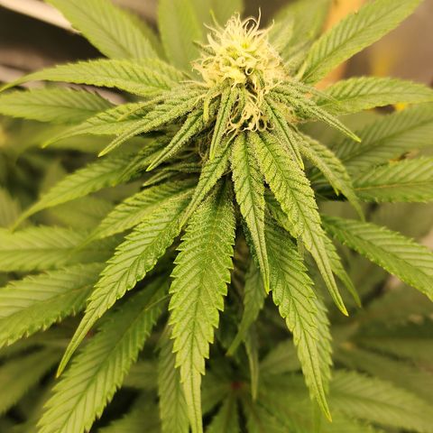 Animal Mints growlog timeline photo