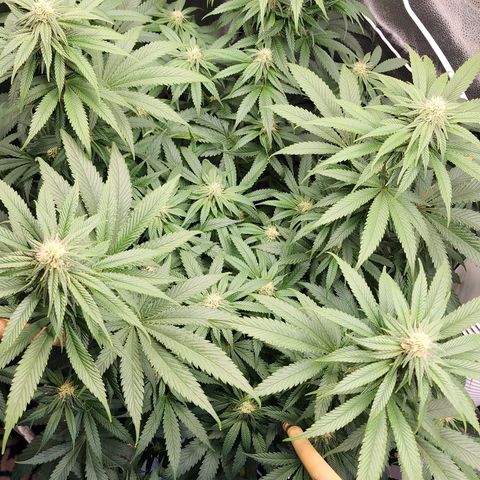 Animal Mints growlog timeline photo