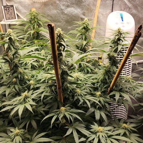 Animal Mints growlog timeline photo