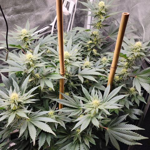 THC Bomb growlog timeline photo