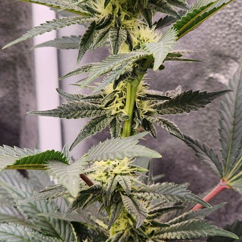 THC Bomb growlog timeline photo