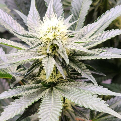 THC Bomb growlog timeline photo