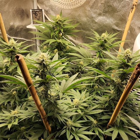 Animal Mints growlog timeline photo