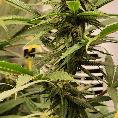 Animal Mints growlog timeline photo