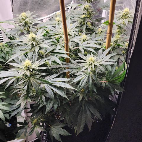 THC Bomb growlog timeline photo