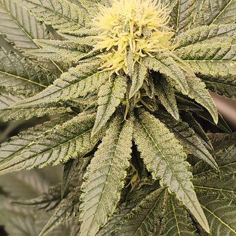 THC Bomb growlog timeline photo