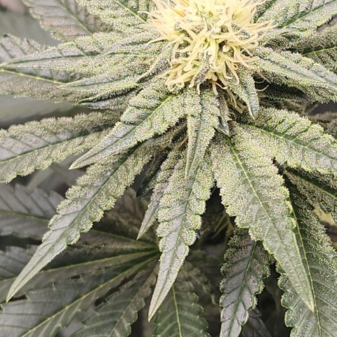 THC Bomb growlog timeline photo