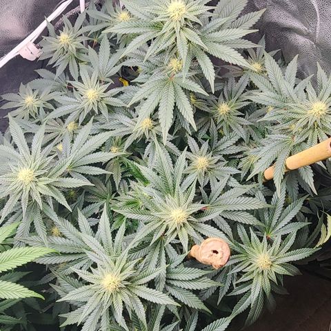 THC Bomb growlog timeline photo
