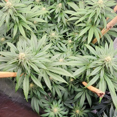 Animal Mints growlog timeline photo