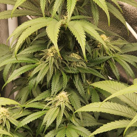 Animal Mints growlog timeline photo