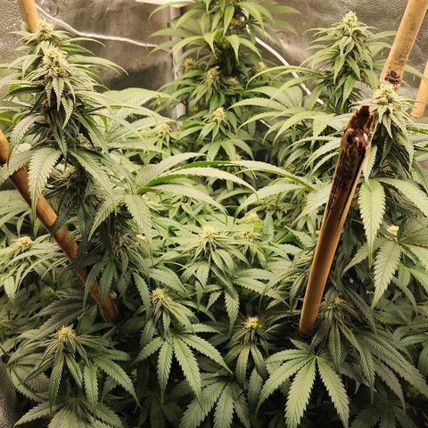 Animal Mints growlog timeline photo