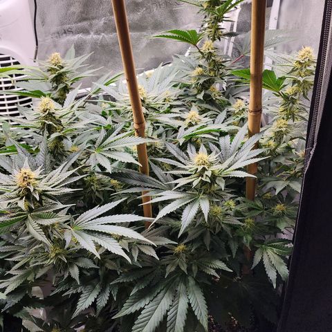 THC Bomb growlog timeline photo
