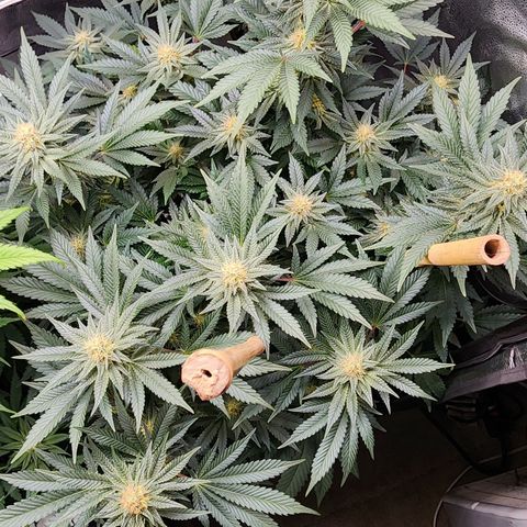THC Bomb growlog timeline photo