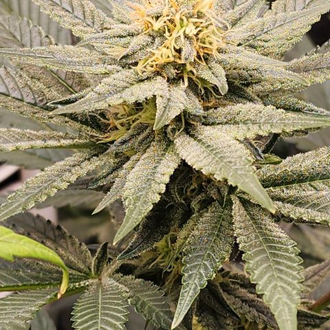THC Bomb growlog timeline photo