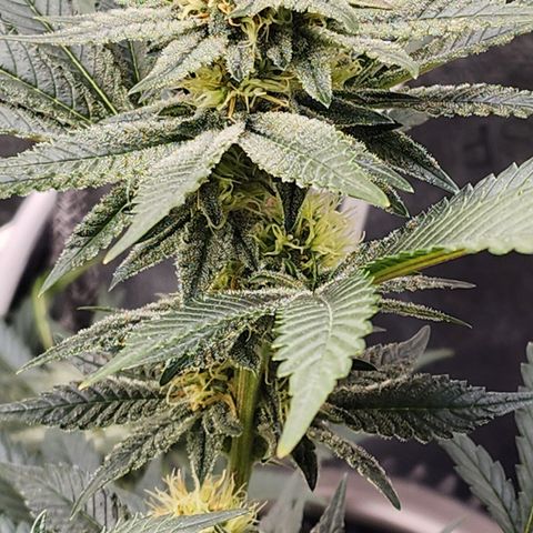 THC Bomb growlog timeline photo