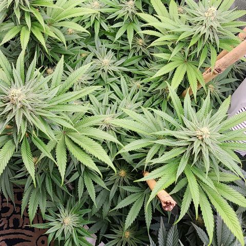 Animal Mints growlog timeline photo