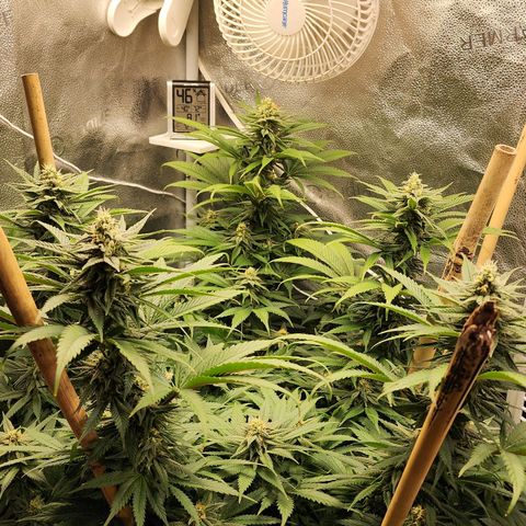 Animal Mints growlog timeline photo