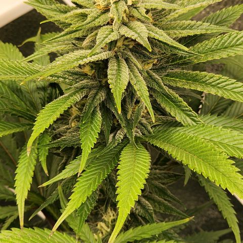 Animal Mints growlog timeline photo