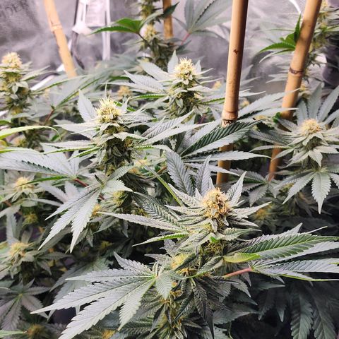 THC Bomb growlog timeline photo