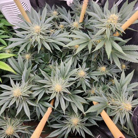 THC Bomb growlog timeline photo