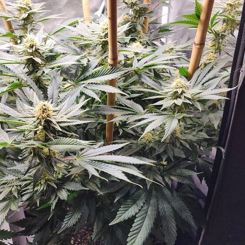 THC Bomb growlog timeline photo