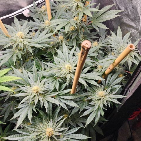 THC Bomb growlog timeline photo