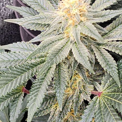 THC Bomb growlog timeline photo