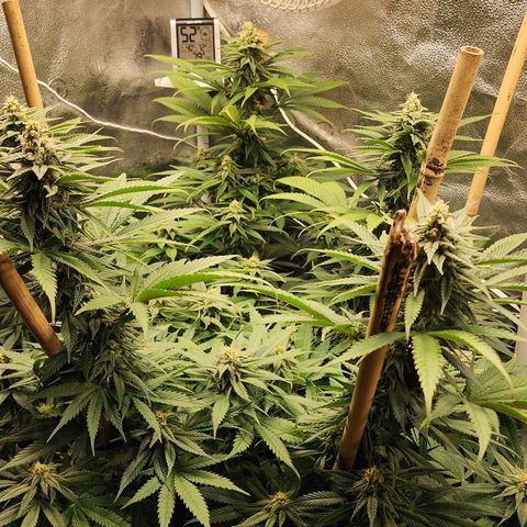 Animal Mints growlog timeline photo