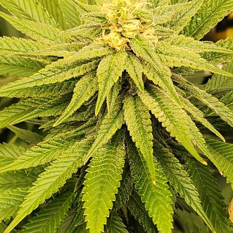 Animal Mints growlog timeline photo