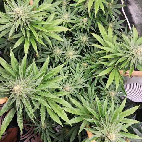 Animal Mints growlog timeline photo