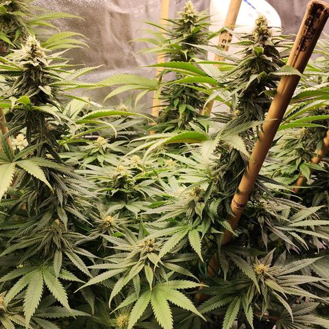Animal Mints growlog timeline photo