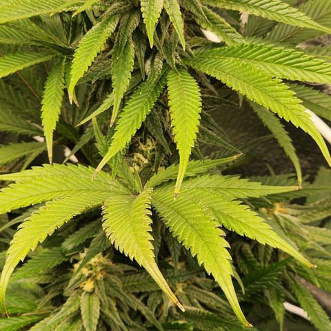Animal Mints growlog timeline photo