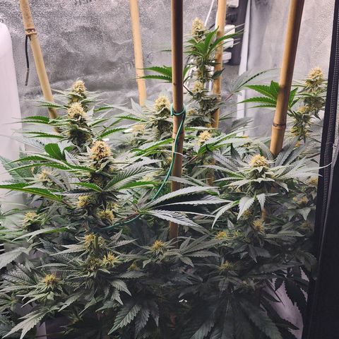 THC Bomb growlog timeline photo