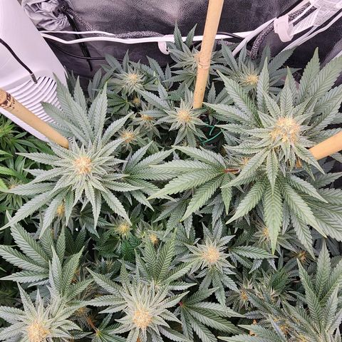 THC Bomb growlog timeline photo