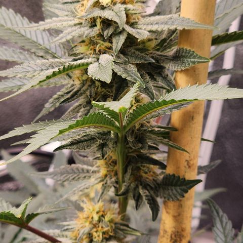 THC Bomb growlog timeline photo