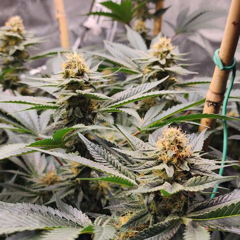 THC Bomb growlog timeline photo
