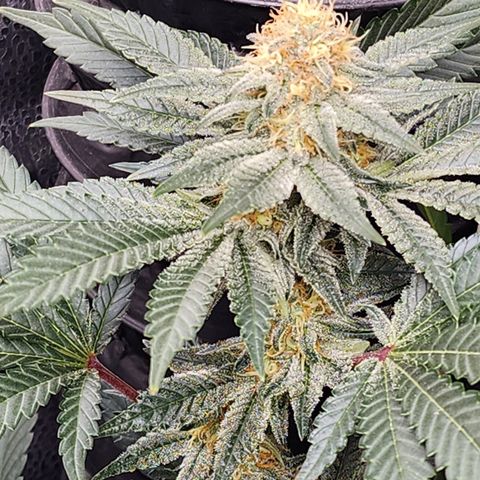 THC Bomb growlog timeline photo
