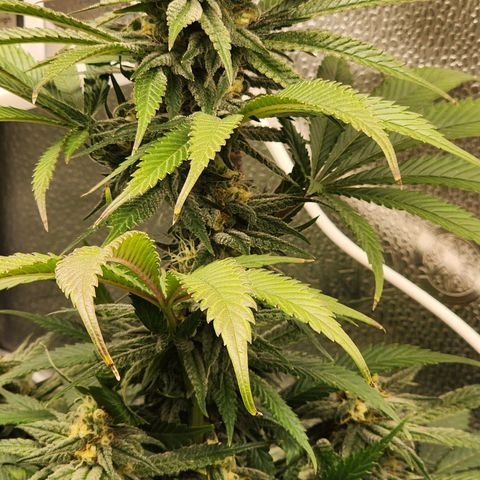 Animal Mints growlog timeline photo