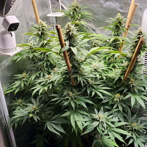 Animal Mints growlog timeline photo