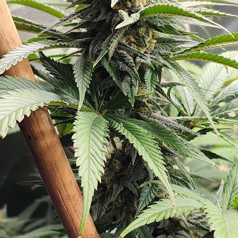 Animal Mints growlog timeline photo