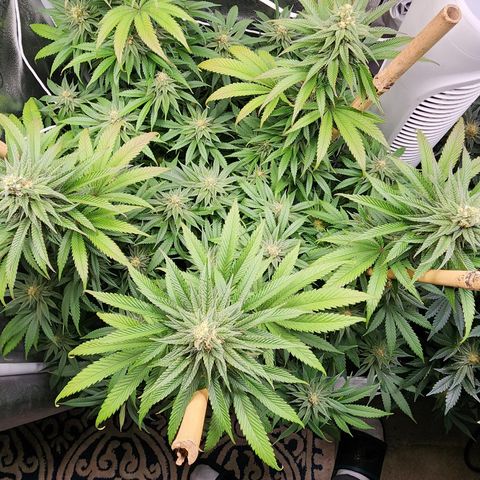 Animal Mints growlog timeline photo